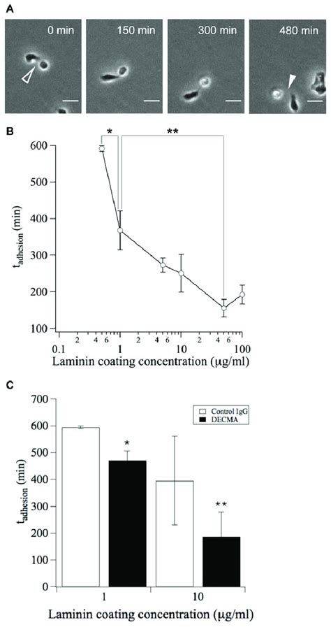 The Timescale Of Local Cell Cell Reactivity T Adhesion Is Dependent