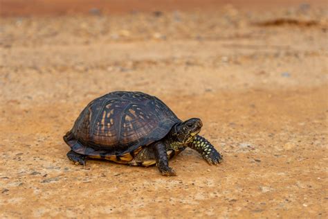 Eastern Box Turtle Reptiles And Amphibians Of Mississippi