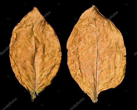 Leaf tobacco — Stock Photo © kornienkoalex #19016325