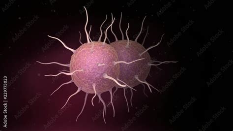 Video Neisseria Gonorrhoeae The Bacterium Responsible For The