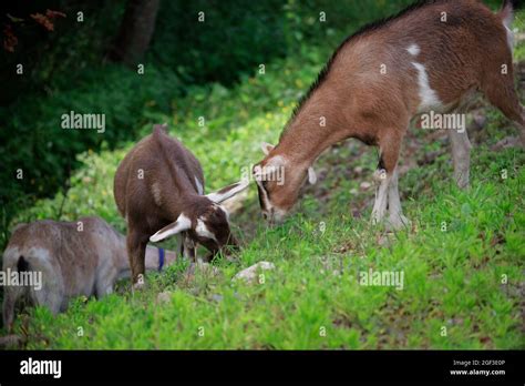 Toggenburg Goat Animal Livestock Hi Res Stock Photography And Images
