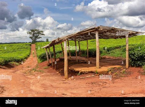 A Tea Plantation Near The Ssezibwa Falls District Of Mukono Uganda