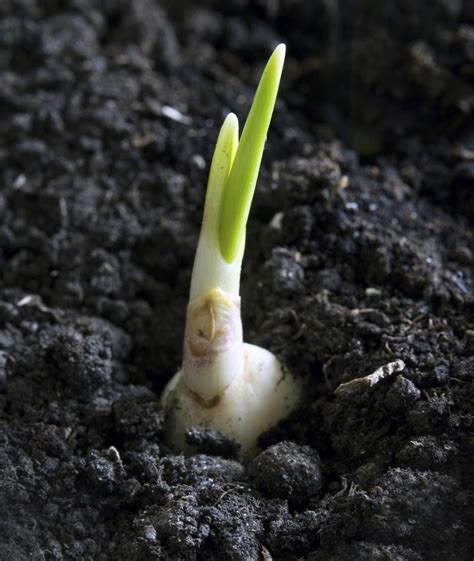 Garlic Plant Propagation Learn How To Propagate Garlic Bulbs And