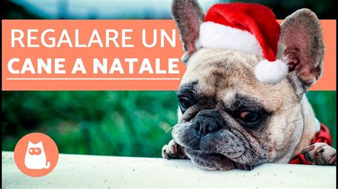 Regalare Un Cane A Natale Giusto O Sbagliato YouTube