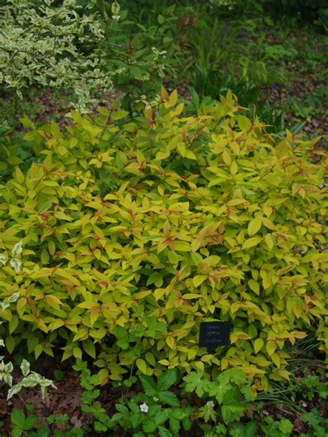 Spiraea Japonica Goldflame Beth Chatto S Plants Gardens