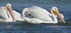 Category Laguna de Términos Wikimedia Commons