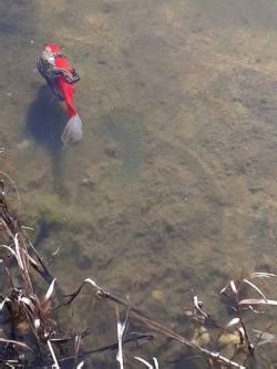 Anatomika Tumblr Post 173265768091 Porn Photo Pics