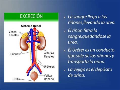 Sistema Excretor