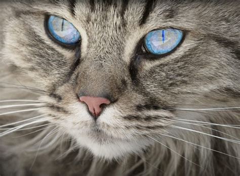 12 Cat Breeds With Blue Eyes With Info And Pictures Hepper