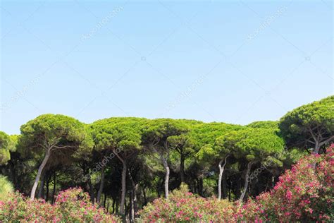 Bosque De Pinos De San Ant N En Puerto Sherry Ubicado En El Pueblo De