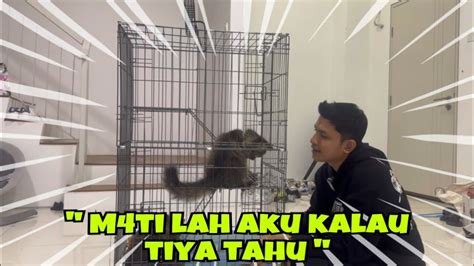 T0L0NG J4NGAN BAGITAHU TIYA KALAU TAK N4HAS AKU RUMAH BARU NICO DAN