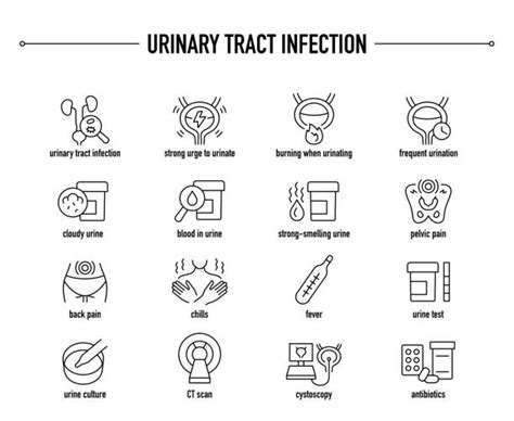 1 900 Urinary Tract Infection Stock Illustrations Royalty Free Vector