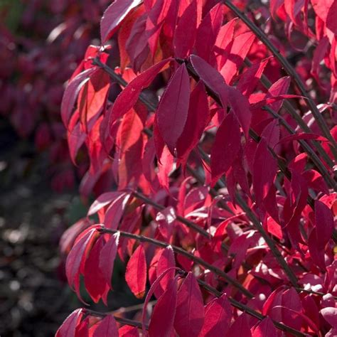 Euonymus Alatus Compactus From Nvk Nurseries