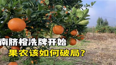 柑橘种植行业已经迎来大洗牌，果农该如何破局？ Youtube