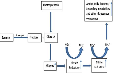 Diagrammatic sketch showing role of exogenously applied Sucrose on ...