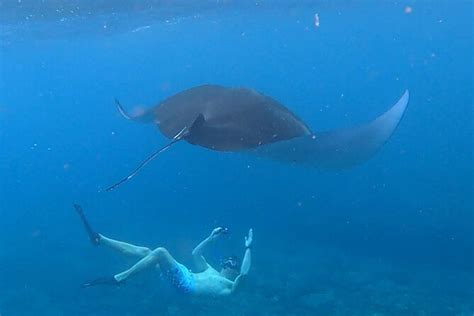 ペニダ島のマンタと行く 4 スポット シュノーケリング ツアー提供元Snorkeling Nusa Penida ヌサペニダ