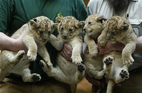 cute lion cubs - Lion cubs Photo (36185778) - Fanpop