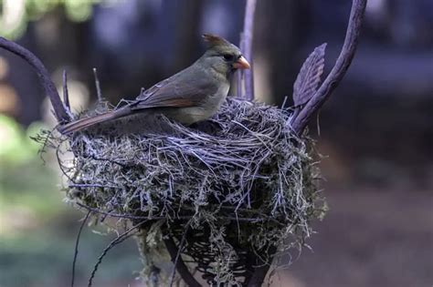 21 Interesting Facts About Cardinals - Bird Feeder Hub