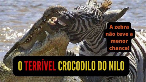 Os Mais Ferozes Ataques Do Crocodilo Do Nilo YouTube