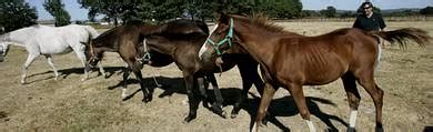 VEIGA DE LOGARES A FONSAGRADA LUGO O 40 Dos Cabalos De Carreiras