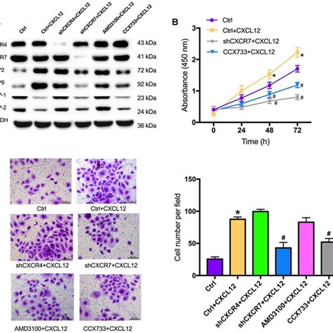 Cxcl Promoted Metastasis Of Cervical Cancer Cells In A Cxcr Rather