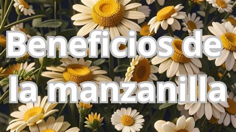 Manzanilla Descubre su nombre científico y beneficios para la salud