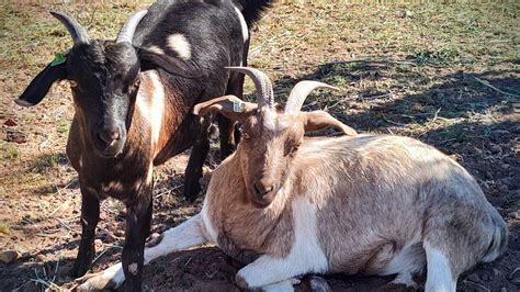 Mineral Buffet Update Farmlife Homestead Kikogoats Minerals