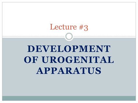 (PDF) DEVELOPMENT OF UROGENITAL APPARATUS · mesonephric duct - opens ...