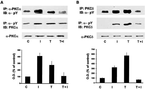 Tnf Reduces Insulin Induced Tyrosine Phosphorylation Of Speci Fi C