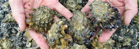 Oysters in the Chesapeake Bay: NOAA's National Ocean Service