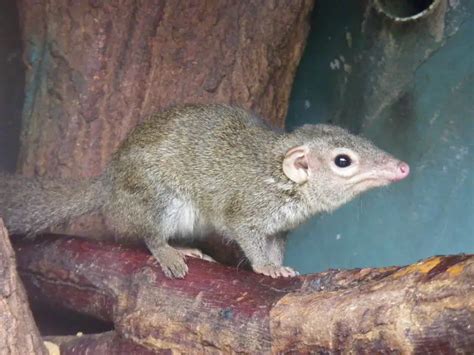 Northern Treeshrew Facts Diet Habitat And Pictures On Animaliabio