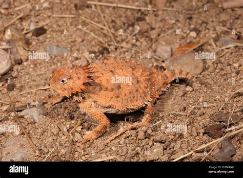 Regal Horned Lizard Phrynosoma Solare In Defensive Posture It Can