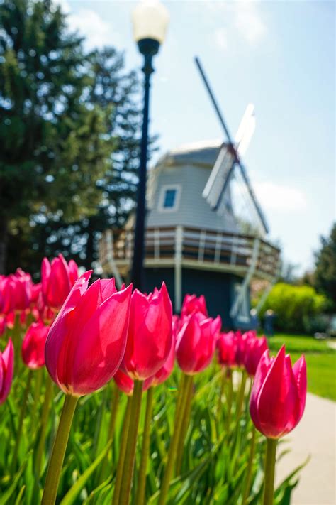 Dutch Tulip Bulbs. And other monetary manias | by Obsidian Eagle ...