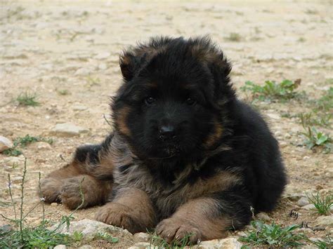 Chiot Berger Allemand Poil Long Poil Long Gros Gabarit