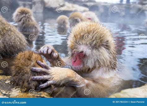 Macaques Bath In Hot Springs In Jigokudani Park Nagano Japan Stock Photo Image Of Asian
