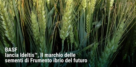 Foglie Tv Agricoltura Agroalimentare Turismo Rurale