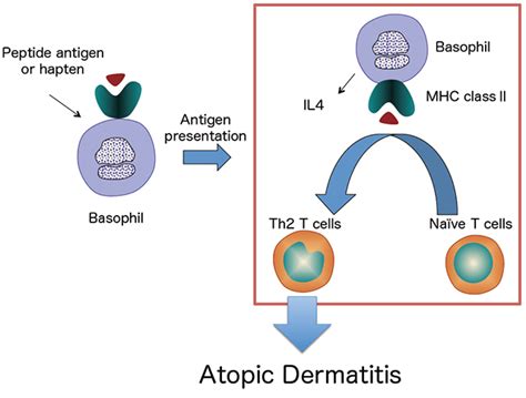 Basophils Required For The Induction Of Th2 Immunity To Haptens And