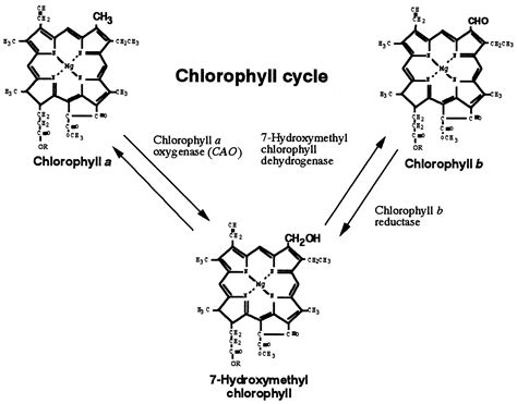 Chlorophyll A Vs B