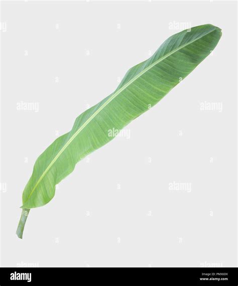 Banana Leafisolated On Gray Background With Clipping Path Stock Photo