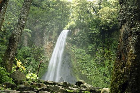 Indonesian Rainforest - Climates of Earth