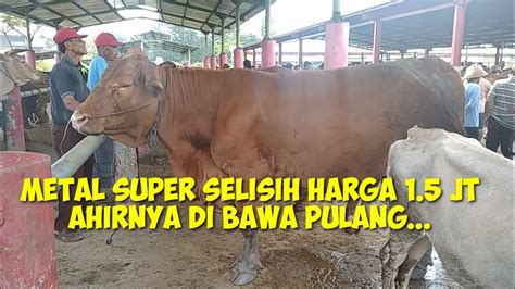 Sapi Bobot 900 Kg Gede Dwe Sak Pasar YouTube