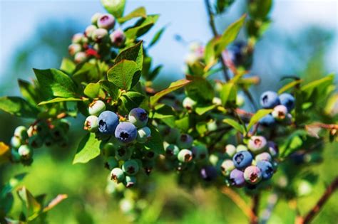 Premium Photo | Blueberry with green leaves in nature