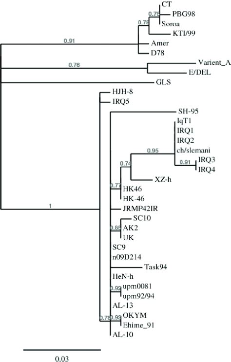 Phylogenetic Tree Based On Amino Acids Sequence Of Hpvr Of Vp2 Gene Of