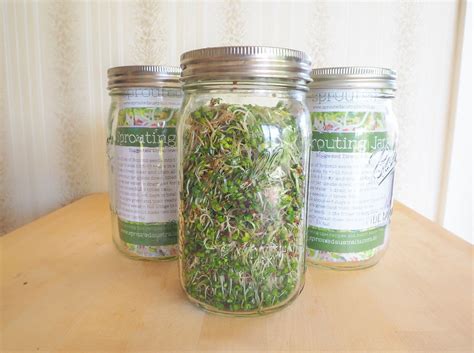 Sprouting Jars | Sprouted | Australia