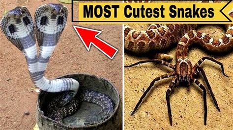 Top 10 Most Beautiful Snakes In The World Youtube