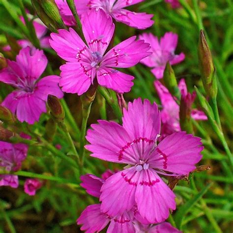 Goździk kropkowany Dianthus deltoides opis wygląd wymagania