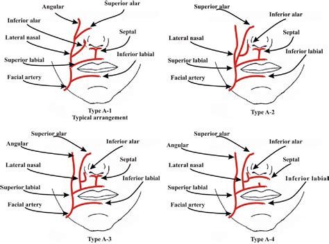 A Detailed Observation Of Variations Of The Facial Artery With