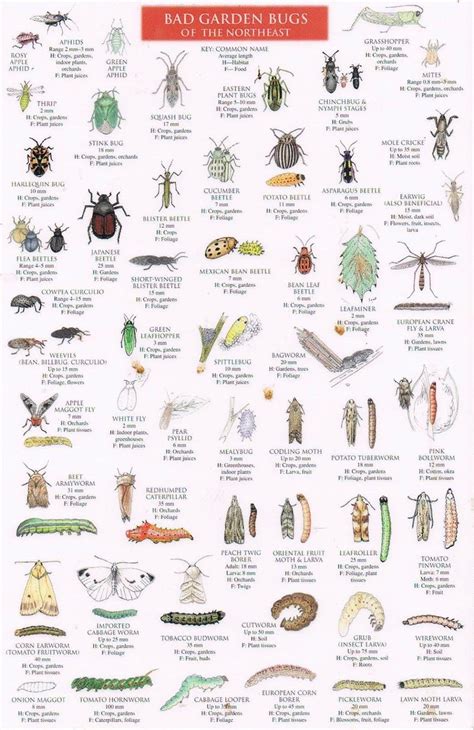 Good Bugs Vs Bad Bugs Guide Of The Northeast Garden Garden Bugs Bad