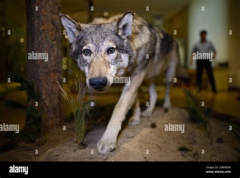 Production 12 July 2021 Saxony Görlitz A Taxidermied Wolf Is On