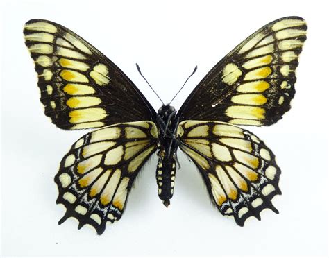 Papilio Hellanichius Female AUREUS Butterflies Insects